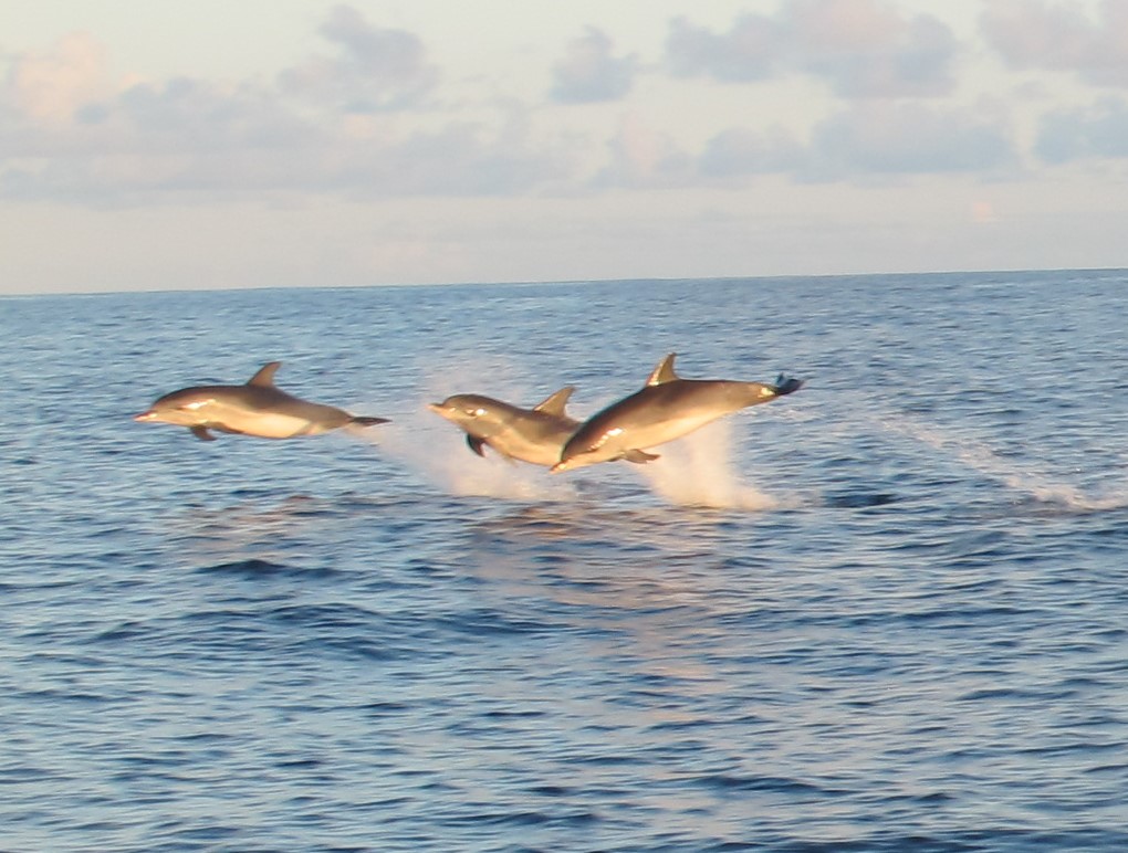 flying dolphins!